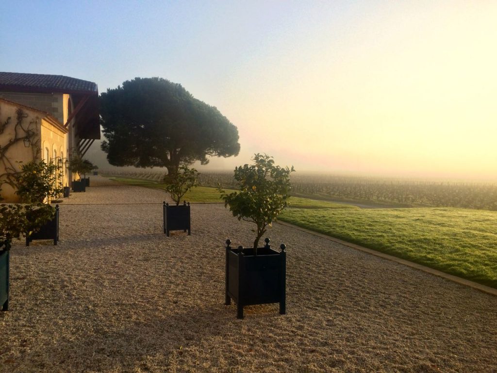 Morning mist Domaine de Chevalier